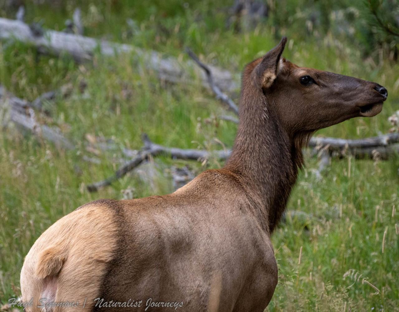 Yellowstone National Park, Birding Yellowstone, Bird Watching, United States, North American Birds, Naturalist Journeys, Wildlife Tour, Wildlife Photography, Ecotourism, Specialty Birds, Endemic Birds, Birding Hotspot