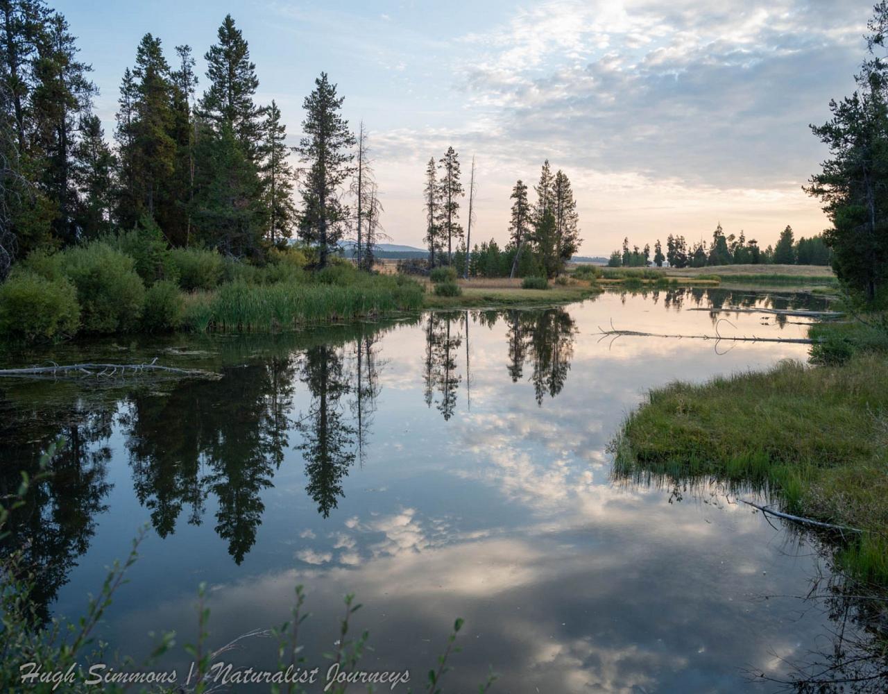 Yellowstone National Park, Birding Yellowstone, Bird Watching, United States, North American Birds, Naturalist Journeys, Wildlife Tour, Wildlife Photography, Ecotourism, Specialty Birds, Endemic Birds, Birding Hotspot