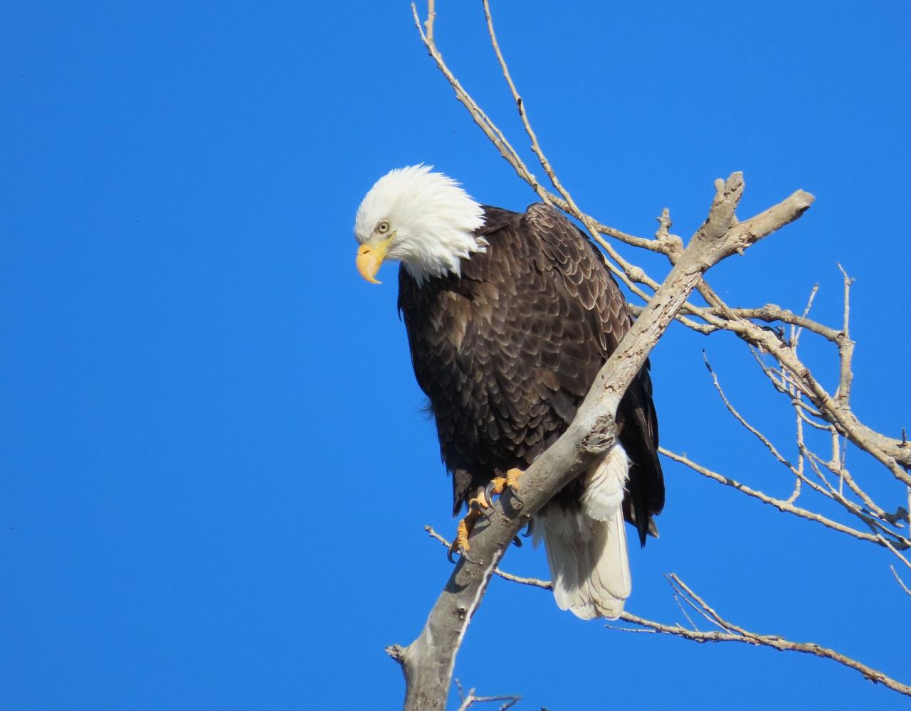 Yellowstone National Park, Birding Yellowstone, Bird Watching, United States, North American Birds, Naturalist Journeys, Wildlife Tour, Wildlife Photography, Ecotourism, Specialty Birds, Endemic Birds, Birding Hotspot