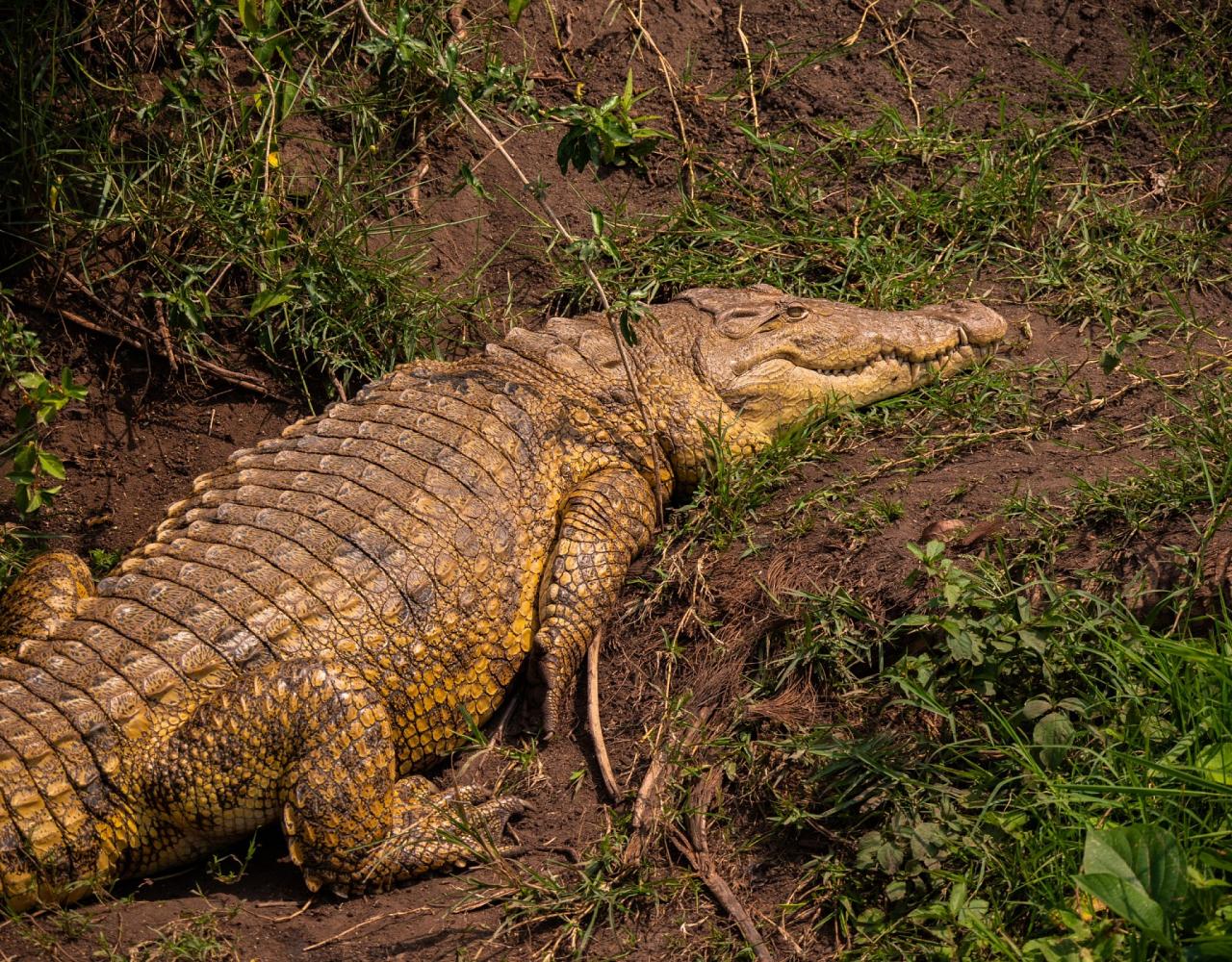 Crocodile, Birding Uganda, Bird Watching Uganda, Uganda, African Birds, Naturalist Journeys, Wildlife Tour, Wildlife Photography, Ecotourism, Specialty Birds, Endemic Birds, Birding Hotspot, Gorilla Trek, Queen Elizabeth National Park 