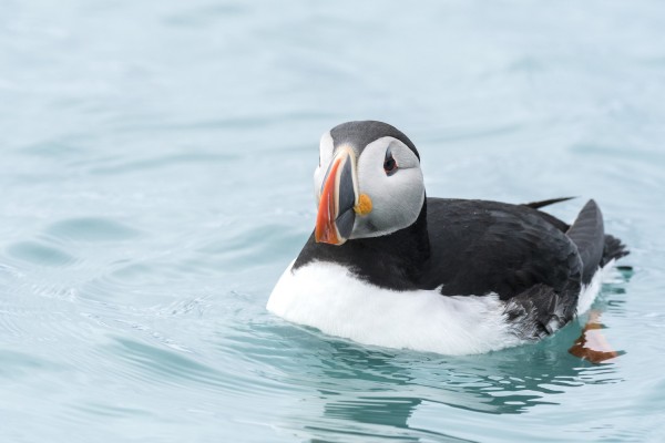 Atlantic Puffin, Scotland, Scotland Cruise, North Atlantic Cruise, Faroe Islands, Faroe Islands Cruise, Iceland, Iceland Cruise, Naturalist Journeys