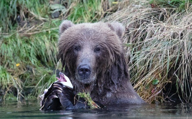 Grizzly Bear, Alaska, Alaska Birding Tour, Alaska Nature Tour, Naturalist Journeys