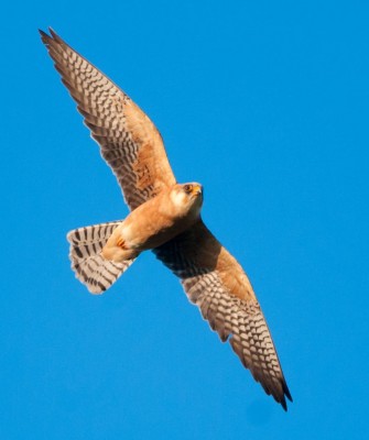 Birding Italy, Bird Watching Italy, Birding Europe, Naturalist Journeys, Wildlife Tour, Wildlife Photography, Ecotourism, Specialty Birds, Endemic Birds, Birding Hotspot, Italian Dolomites, Venice Italy, Bologna Italy