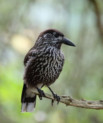 Birding Italy, Bird Watching Italy, Birding Europe, Naturalist Journeys, Wildlife Tour, Wildlife Photography, Ecotourism, Specialty Birds, Endemic Birds, Birding Hotspot, Italian Dolomites, Venice Italy, Bologna Italy