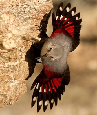 Birding Italy, Bird Watching Italy, Birding Europe, Naturalist Journeys, Wildlife Tour, Wildlife Photography, Ecotourism, Specialty Birds, Endemic Birds, Birding Hotspot, Italian Dolomites, Venice Italy, Bologna Italy