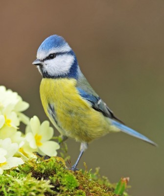 Birding Italy, Bird Watching Italy, Birding Europe, Naturalist Journeys, Wildlife Tour, Wildlife Photography, Ecotourism, Specialty Birds, Endemic Birds, Birding Hotspot, Italian Dolomites, Venice Italy, Bologna Italy