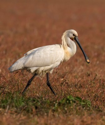 Birding Italy, Bird Watching Italy, Birding Europe, Naturalist Journeys, Wildlife Tour, Wildlife Photography, Ecotourism, Specialty Birds, Endemic Birds, Birding Hotspot, Italian Dolomites, Venice Italy, Bologna Italy