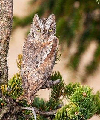 Birding Italy, Bird Watching Italy, Birding Europe, Naturalist Journeys, Wildlife Tour, Wildlife Photography, Ecotourism, Specialty Birds, Endemic Birds, Birding Hotspot, Italian Dolomites, Venice Italy, Bologna Italy
