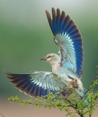 Birding Italy, Bird Watching Italy, Birding Europe, Naturalist Journeys, Wildlife Tour, Wildlife Photography, Ecotourism, Specialty Birds, Endemic Birds, Birding Hotspot, Italian Dolomites, Venice Italy, Bologna Italy