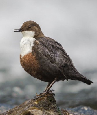Birding Italy, Bird Watching Italy, Birding Europe, Naturalist Journeys, Wildlife Tour, Wildlife Photography, Ecotourism, Specialty Birds, Endemic Birds, Birding Hotspot, Italian Dolomites, Venice Italy, Bologna Italy