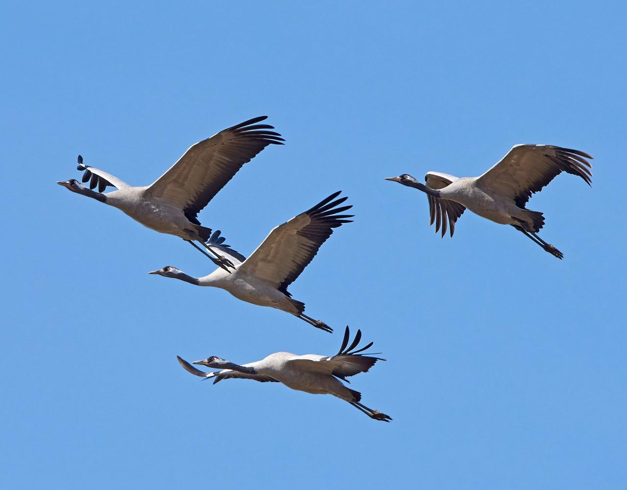Birding Italy, Bird Watching Italy, Birding Europe, Naturalist Journeys, Wildlife Tour, Wildlife Photography, Ecotourism, Specialty Birds, Endemic Birds, Birding Hotspot, Italian Dolomites, Venice Italy, Bologna Italy
