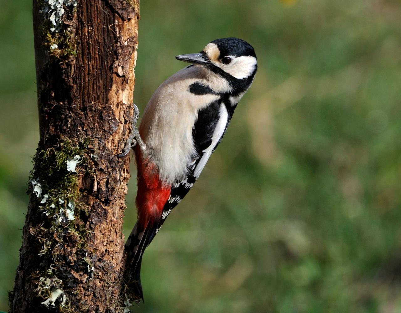 Birding Italy, Bird Watching Italy, Birding Europe, Naturalist Journeys, Wildlife Tour, Wildlife Photography, Ecotourism, Specialty Birds, Endemic Birds, Birding Hotspot, Italian Dolomites, Venice Italy, Bologna Italy