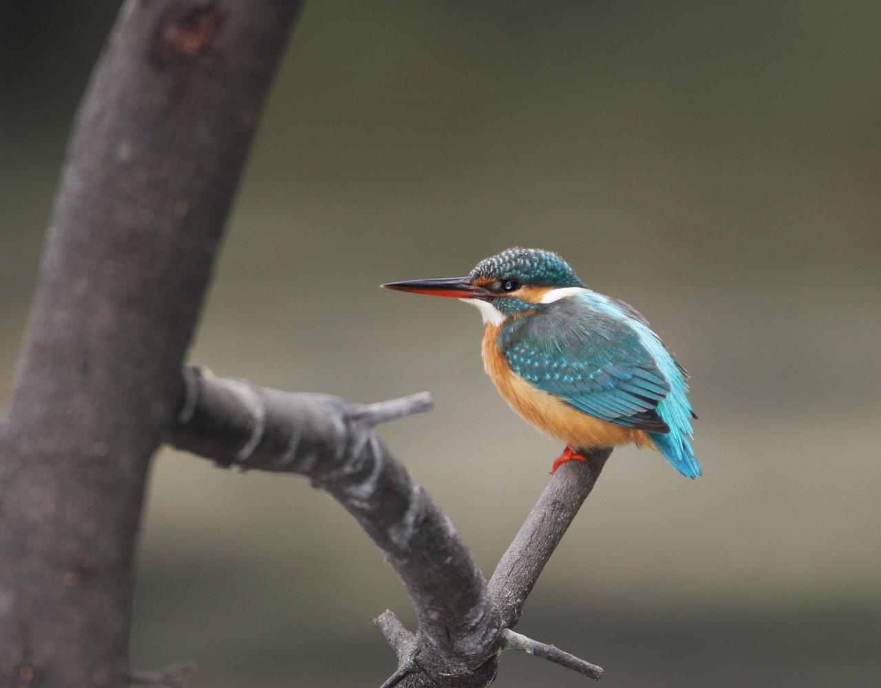 Birding Italy, Bird Watching Italy, Birding Europe, Naturalist Journeys, Wildlife Tour, Wildlife Photography, Ecotourism, Specialty Birds, Endemic Birds, Birding Hotspot, Italian Dolomites, Venice Italy, Bologna Italy