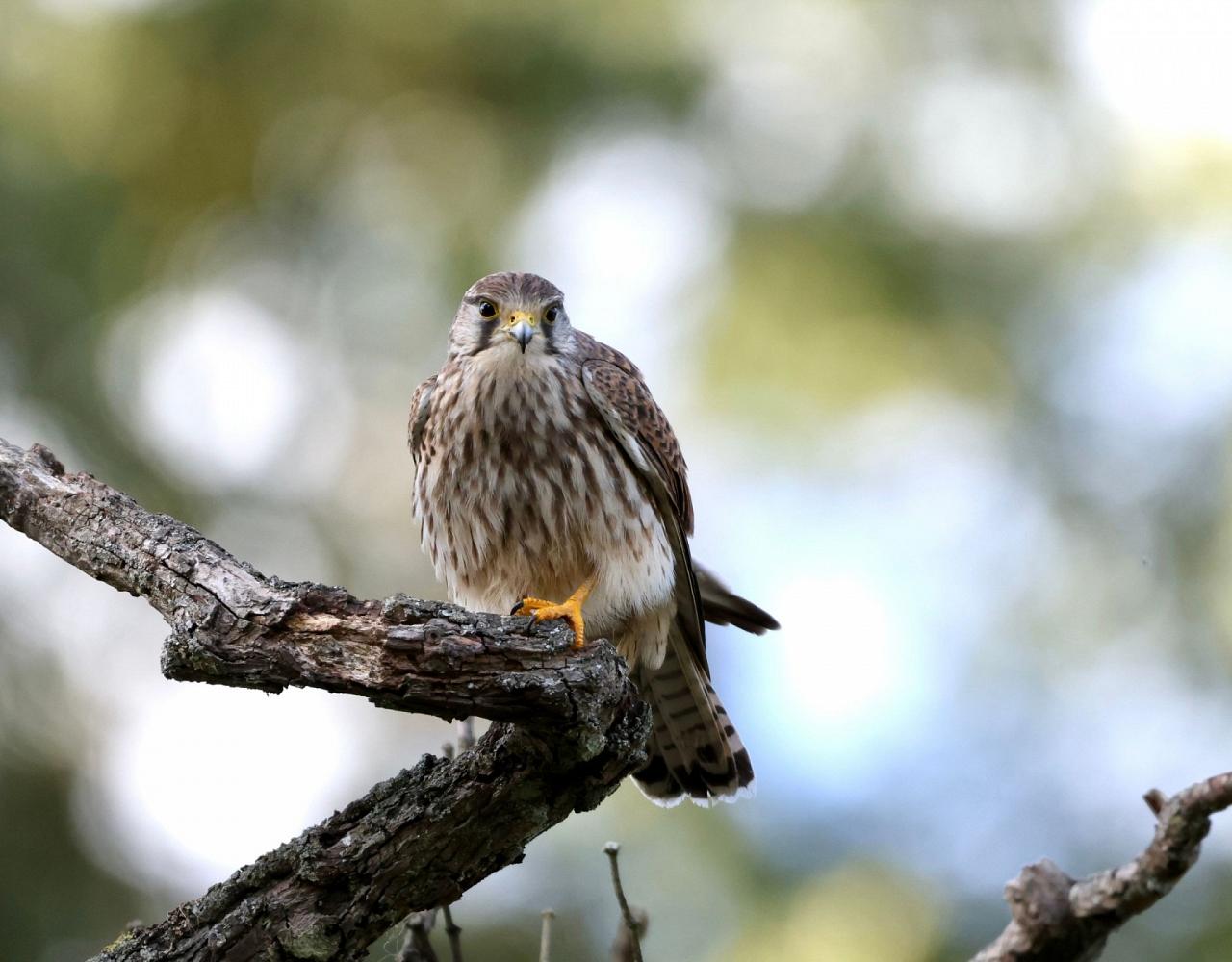 Birding Italy, Bird Watching Italy, Birding Europe, Naturalist Journeys, Wildlife Tour, Wildlife Photography, Ecotourism, Specialty Birds, Endemic Birds, Birding Hotspot, Italian Dolomites, Venice Italy, Bologna Italy