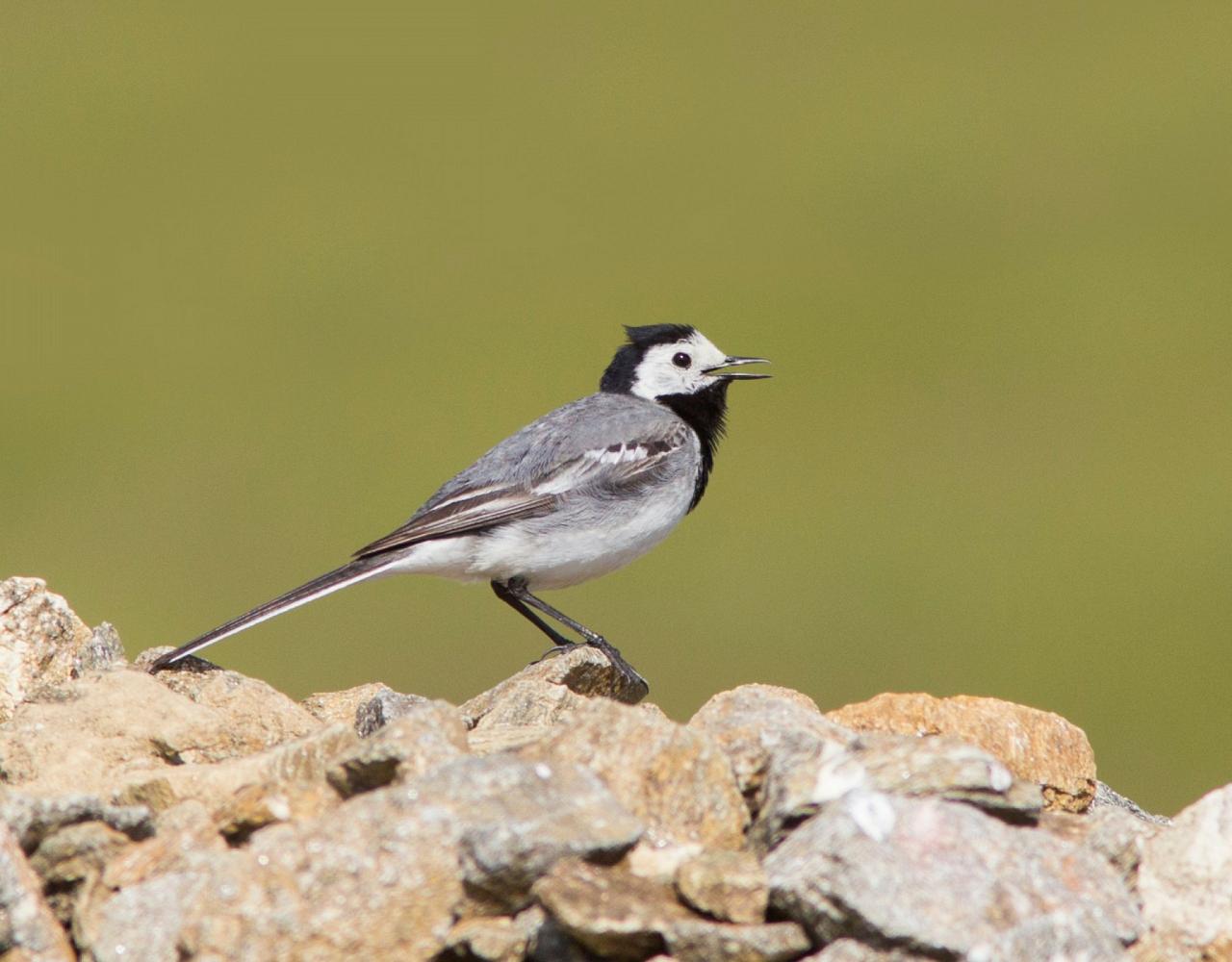 Birding Italy, Bird Watching Italy, Birding Europe, Naturalist Journeys, Wildlife Tour, Wildlife Photography, Ecotourism, Specialty Birds, Endemic Birds, Birding Hotspot, Italian Dolomites, Venice Italy, Bologna Italy