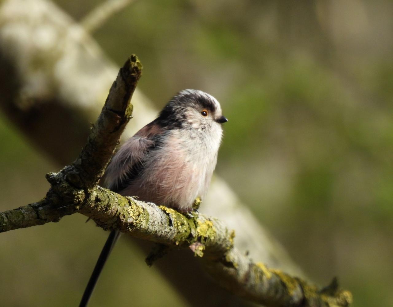 Birding Italy, Bird Watching Italy, Birding Europe, Naturalist Journeys, Wildlife Tour, Wildlife Photography, Ecotourism, Specialty Birds, Endemic Birds, Birding Hotspot, Italian Dolomites, Venice Italy, Bologna Italy