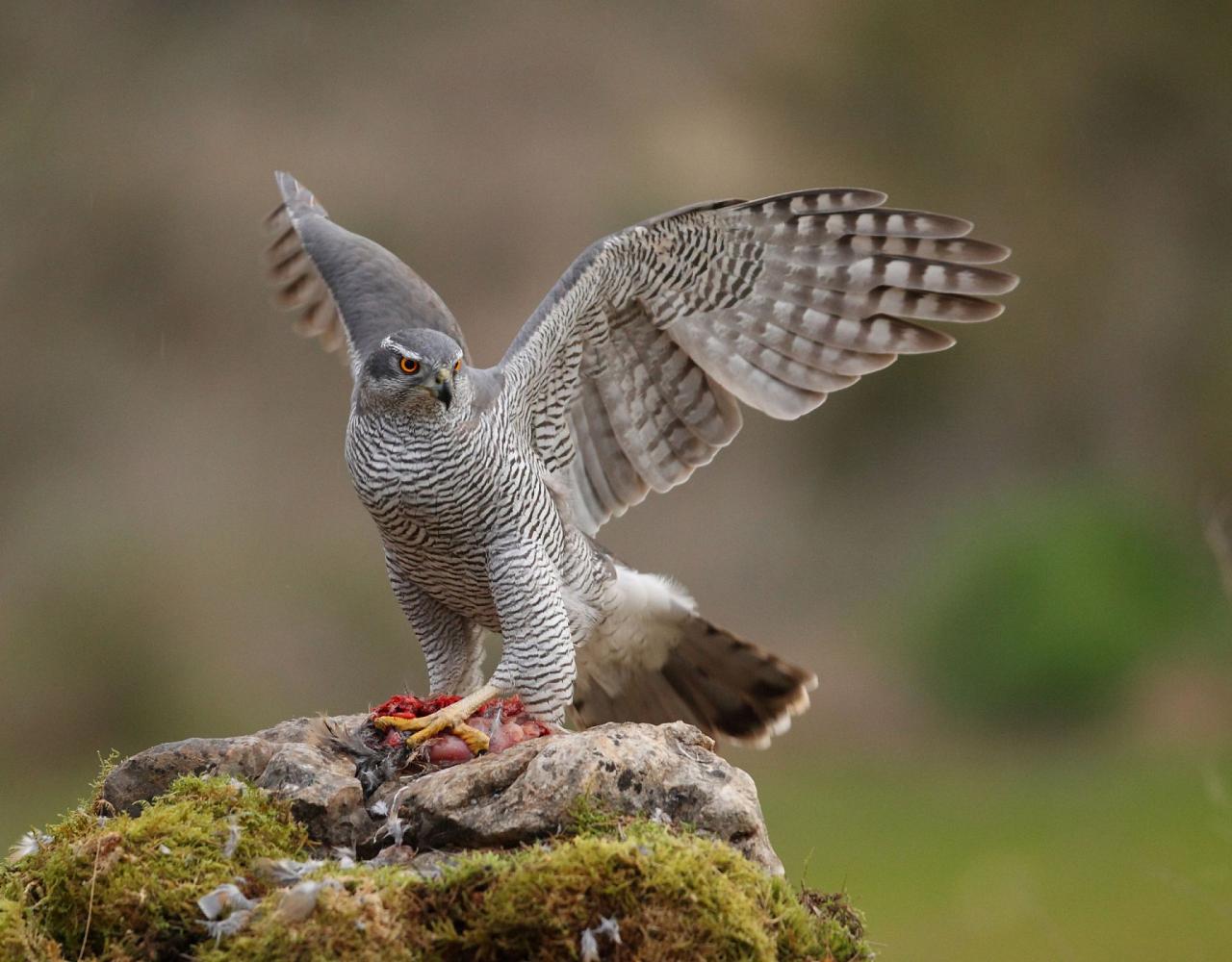 Birding Italy, Bird Watching Italy, Birding Europe, Naturalist Journeys, Wildlife Tour, Wildlife Photography, Ecotourism, Specialty Birds, Endemic Birds, Birding Hotspot, Italian Dolomites, Venice Italy, Bologna Italy