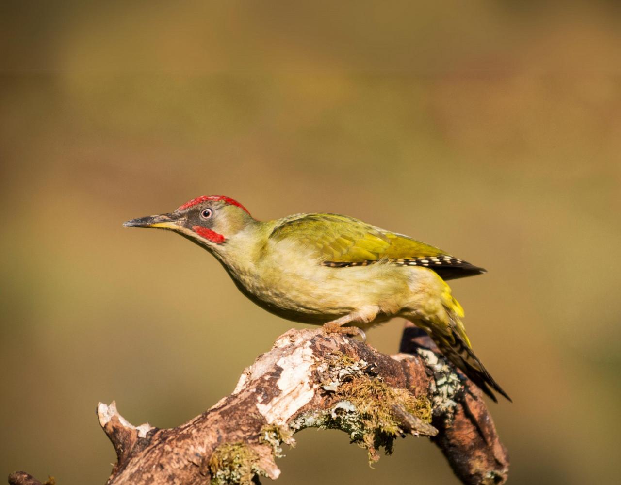 Birding Italy, Bird Watching Italy, Birding Europe, Naturalist Journeys, Wildlife Tour, Wildlife Photography, Ecotourism, Specialty Birds, Endemic Birds, Birding Hotspot, Italian Dolomites, Venice Italy, Bologna Italy