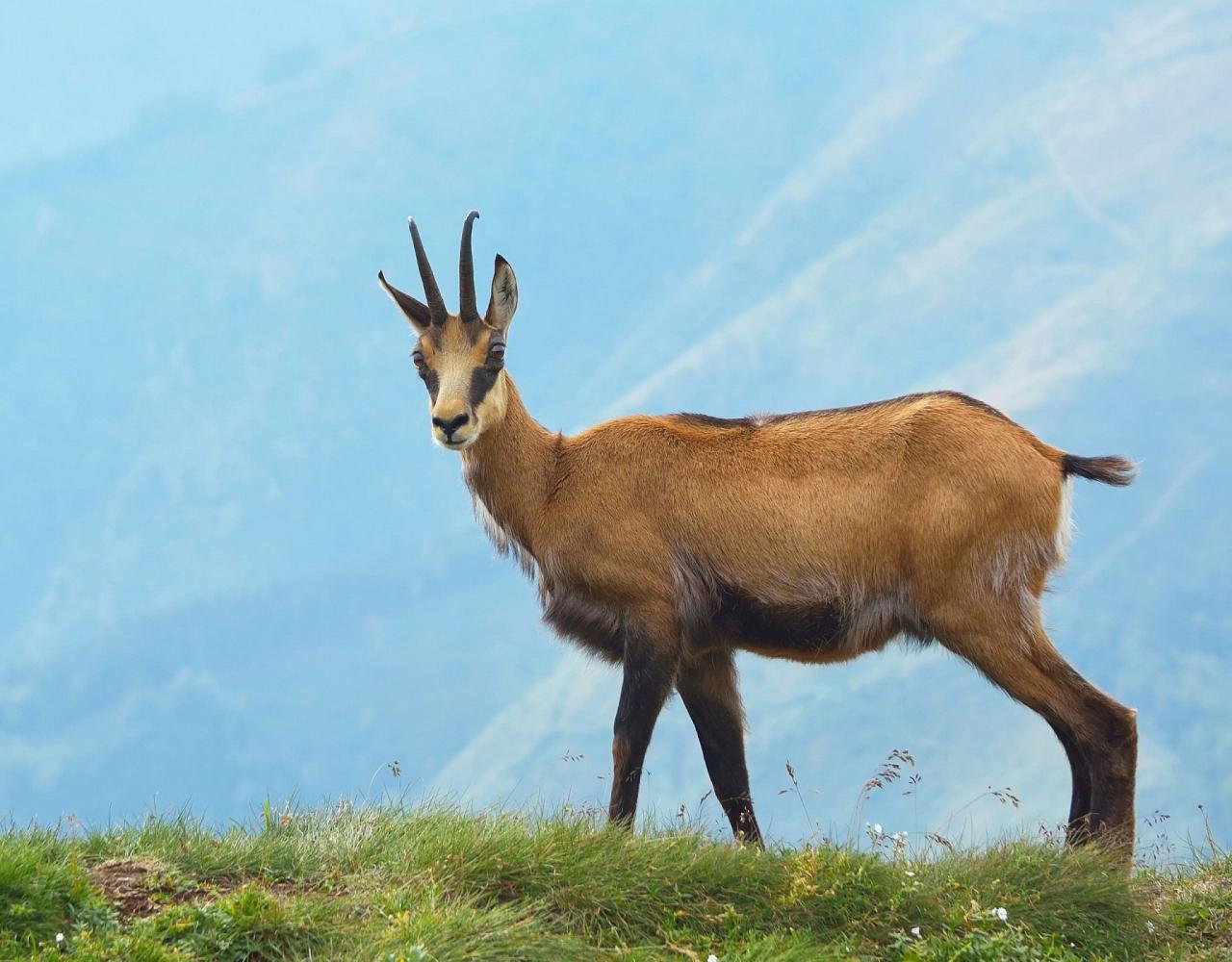 Birding Italy, Bird Watching Italy, Birding Europe, Naturalist Journeys, Wildlife Tour, Wildlife Photography, Ecotourism, Specialty Birds, Endemic Birds, Birding Hotspot, Italian Dolomites, Venice Italy, Bologna Italy