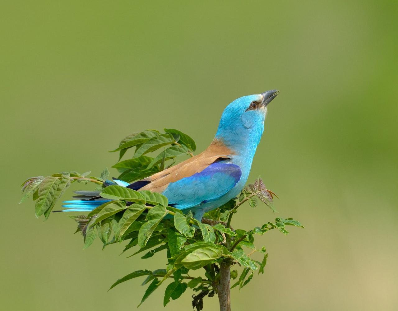 Birding Italy, Bird Watching Italy, Birding Europe, Naturalist Journeys, Wildlife Tour, Wildlife Photography, Ecotourism, Specialty Birds, Endemic Birds, Birding Hotspot, Italian Dolomites, Venice Italy, Bologna Italy