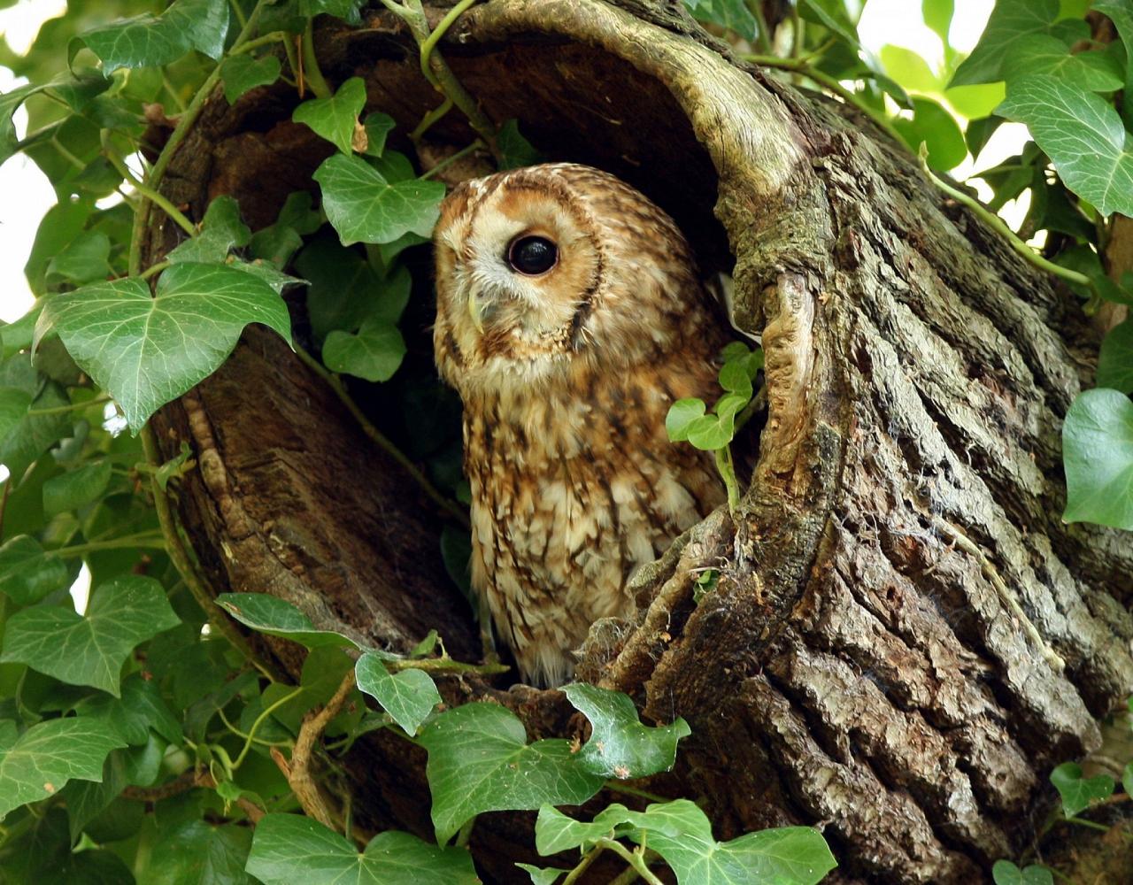 Birding Italy, Bird Watching Italy, Birding Europe, Naturalist Journeys, Wildlife Tour, Wildlife Photography, Ecotourism, Specialty Birds, Endemic Birds, Birding Hotspot, Italian Dolomites, Venice Italy, Bologna Italy