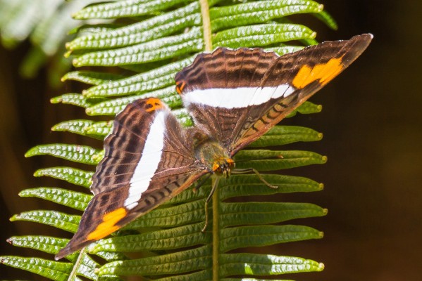 Brown Butterfly, Guatemala Birding Tour, Guatemala, Naturalist Journeys