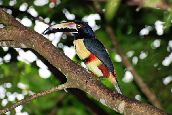 Collared Aracari, Costa Rica, Costa Rica Nature Tour, Costa Rica Birding Tour, Naturalist Journeys
