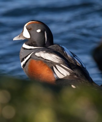 Birding Canada, Bird Watching Canada, Birding North America, Naturalist Journeys, Wildlife Tour, Wildlife Photography, Ecotourism, Specialty Birds, Endemic Birds, Birding Hotspot, Banff National Park