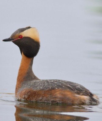 Birding Canada, Bird Watching Canada, Birding North America, Naturalist Journeys, Wildlife Tour, Wildlife Photography, Ecotourism, Specialty Birds, Endemic Birds, Birding Hotspot, Banff National Park