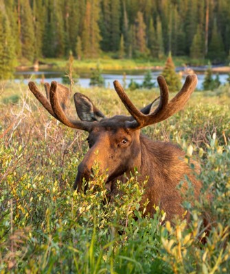 Birding Canada, Bird Watching Canada, Birding North America, Naturalist Journeys, Wildlife Tour, Wildlife Photography, Ecotourism, Specialty Birds, Endemic Birds, Birding Hotspot, Banff National Park