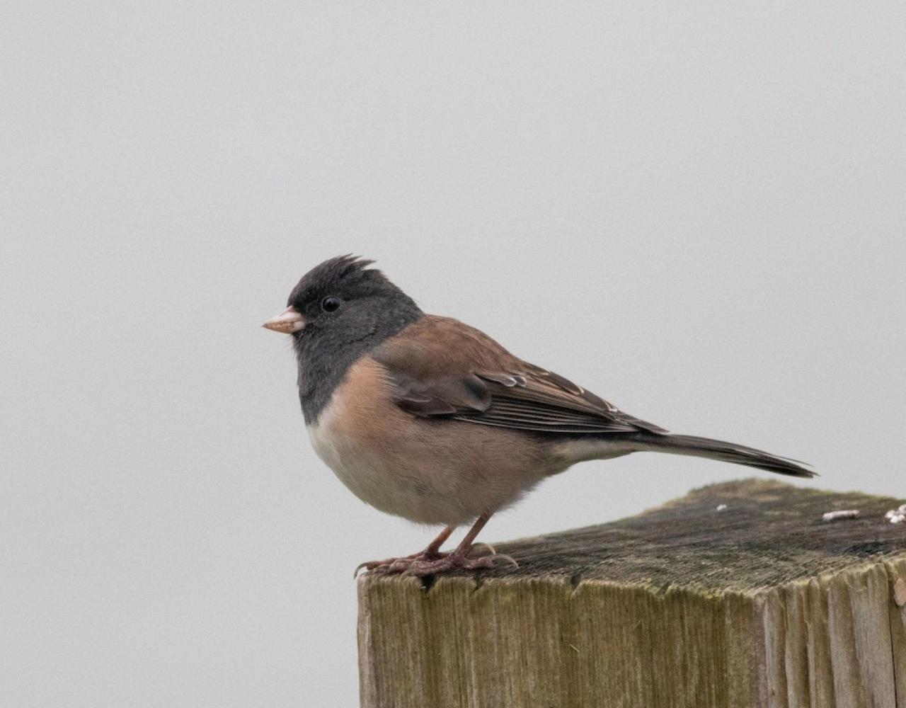 Birding Canada, Bird Watching Canada, Birding North America, Naturalist Journeys, Wildlife Tour, Wildlife Photography, Ecotourism, Specialty Birds, Endemic Birds, Birding Hotspot, Banff National Park