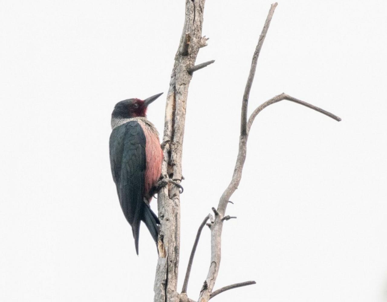 Birding Canada, Bird Watching Canada, Birding North America, Naturalist Journeys, Wildlife Tour, Wildlife Photography, Ecotourism, Specialty Birds, Endemic Birds, Birding Hotspot, Banff National Park