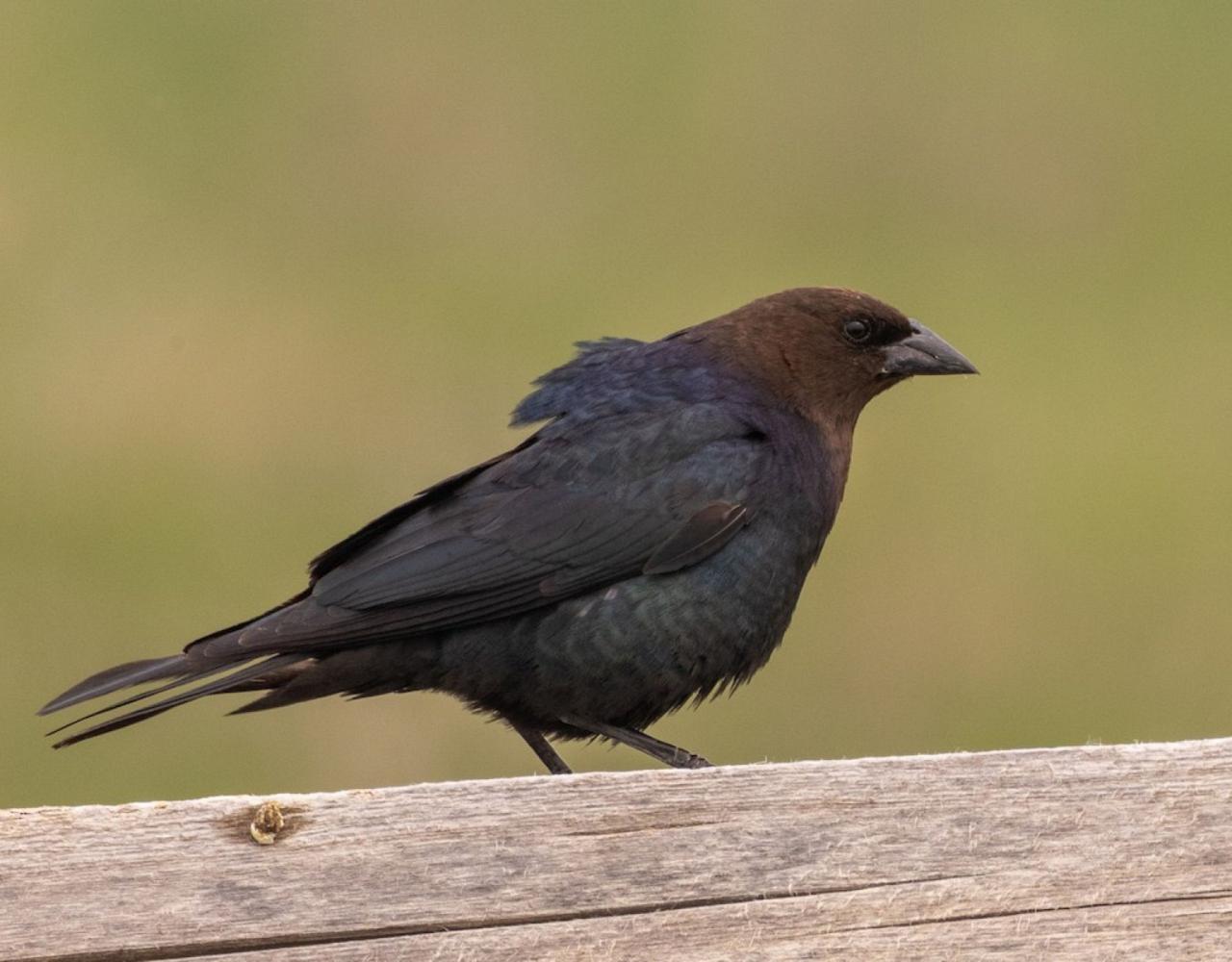 Birding Canada, Bird Watching Canada, Birding North America, Naturalist Journeys, Wildlife Tour, Wildlife Photography, Ecotourism, Specialty Birds, Endemic Birds, Birding Hotspot, Banff National Park