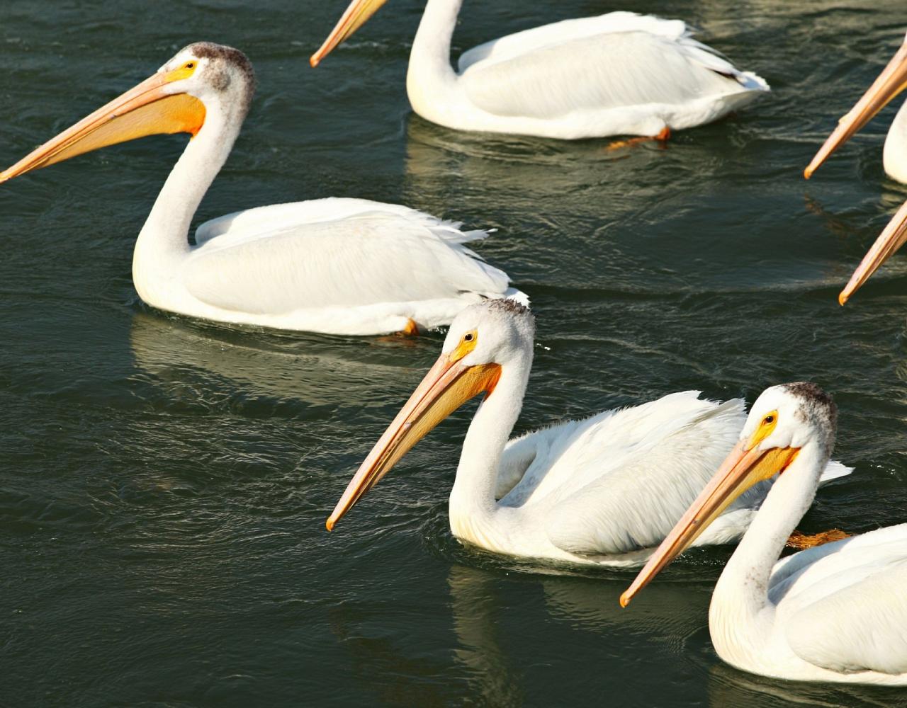 Birding Canada, Bird Watching Canada, Birding North America, Naturalist Journeys, Wildlife Tour, Wildlife Photography, Ecotourism, Specialty Birds, Endemic Birds, Birding Hotspot, Banff National Park