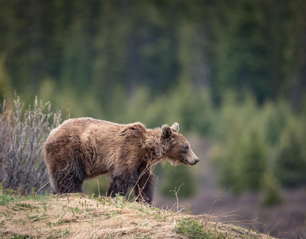 Birding Canada, Bird Watching Canada, Birding North America, Naturalist Journeys, Wildlife Tour, Wildlife Photography, Ecotourism, Specialty Birds, Endemic Birds, Birding Hotspot, Banff National Park