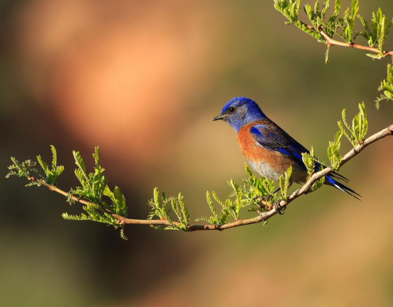 Birding Canada, Bird Watching Canada, Birding North America, Naturalist Journeys, Wildlife Tour, Wildlife Photography, Ecotourism, Specialty Birds, Endemic Birds, Birding Hotspot, Banff National Park