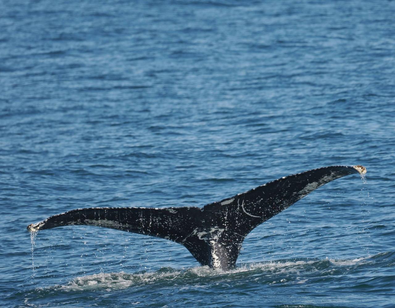 Birding New Jersey, Bird watching Cape May, Cape May New Jersey, Nature Tour, Naturalist Journeys, Wildlife Tour, Wildlife Photography, Ecotourism, Specialty Birds, Birding Hotspot, Endemic Birds