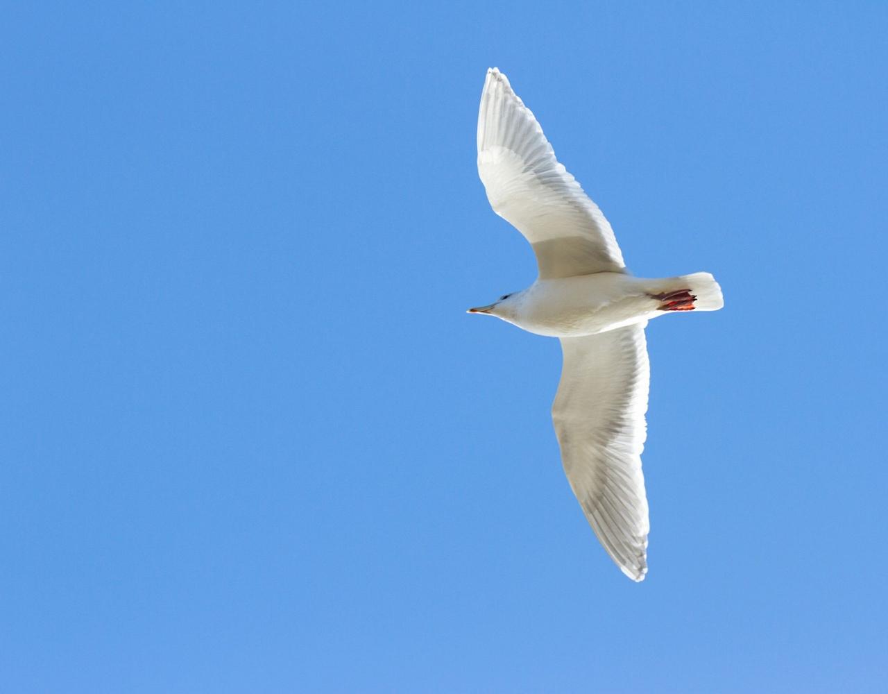 Birding Canada, Bird Watching Canada, Birding North America, Naturalist Journeys, Wildlife Tour, Wildlife Photography, Ecotourism, Specialty Birds, Endemic Birds, Birding Hotspot, Banff National Park