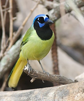 Green Jay, Birding Mexico, Bird watching Mexico, Oaxaca, Mexico, North American Birds, Naturalist Journeys, Wildlife Tour, Wildlife Photography, Ecotourism, Specialty Birds, Endemic Birds, Birding Hotspot