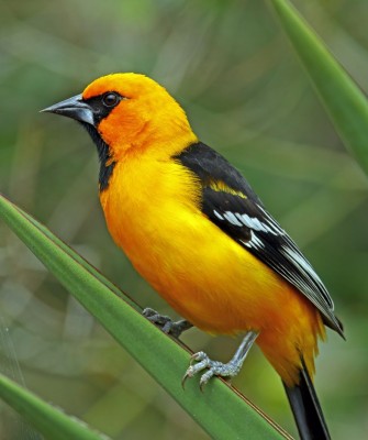 Altamira Oriole, Birding Mexico, Bird watching Mexico, Oaxaca, Mexico, North American Birds, Naturalist Journeys, Wildlife Tour, Wildlife Photography, Ecotourism, Specialty Birds, Endemic Birds, Birding Hotspot