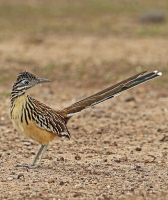 Lesser Roadrunner, Birding Mexico, Bird watching Mexico, Oaxaca, Mexico, North American Birds, Naturalist Journeys, Wildlife Tour, Wildlife Photography, Ecotourism, Specialty Birds, Endemic Birds, Birding Hotspot