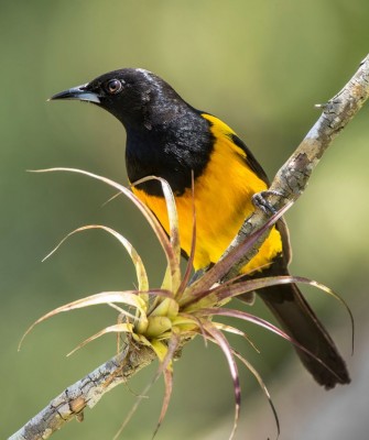 Black-vented Oriole, Birding Mexico, Bird watching Mexico, Oaxaca, Mexico, North American Birds, Naturalist Journeys, Wildlife Tour, Wildlife Photography, Ecotourism, Specialty Birds, Endemic Birds, Birding Hotspot