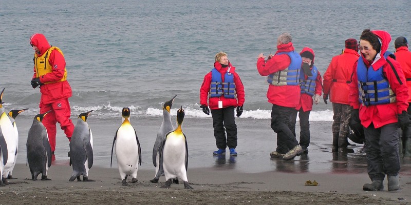 King Penguins, Antarctica, South Georgia Island, Falkland Islands, Antarctic Nature Cruise, Antarctic Cruise, Naturalist Journeys