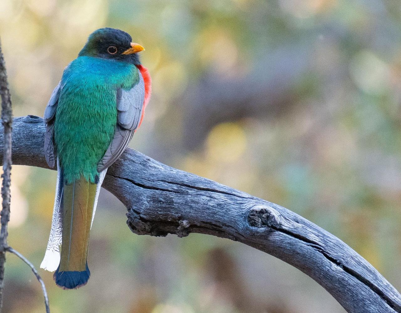 Arizona Birding, Arizona Bird Watching, United States, North American Birds, Naturalist Journeys, Wildlife Tour, Wildlife Photography, Ecotourism, Specialty Birds, Endemic Birds, Birding Hotspot, Sonoran Desert, Tucson