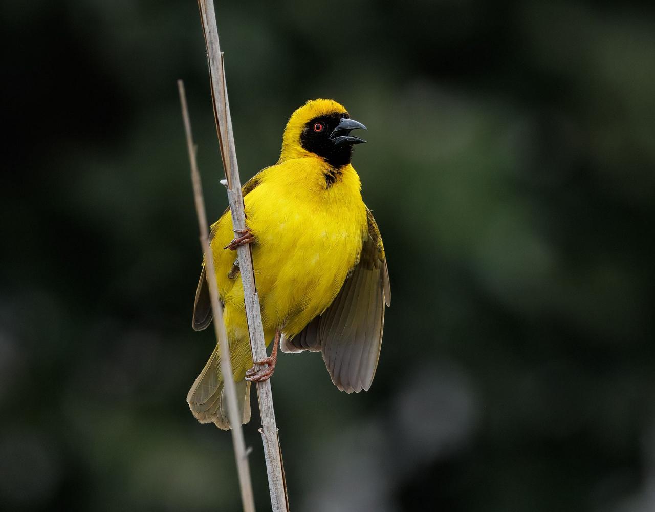 Birding South Africa, Bird watching South Africa, Cape Town, African birds, African Safari, Naturalist Journeys, Wildlife Tour, Wildlife Photography, Ecotourism, Specialty Birds, Endemic Birds, Birding Hotspot
