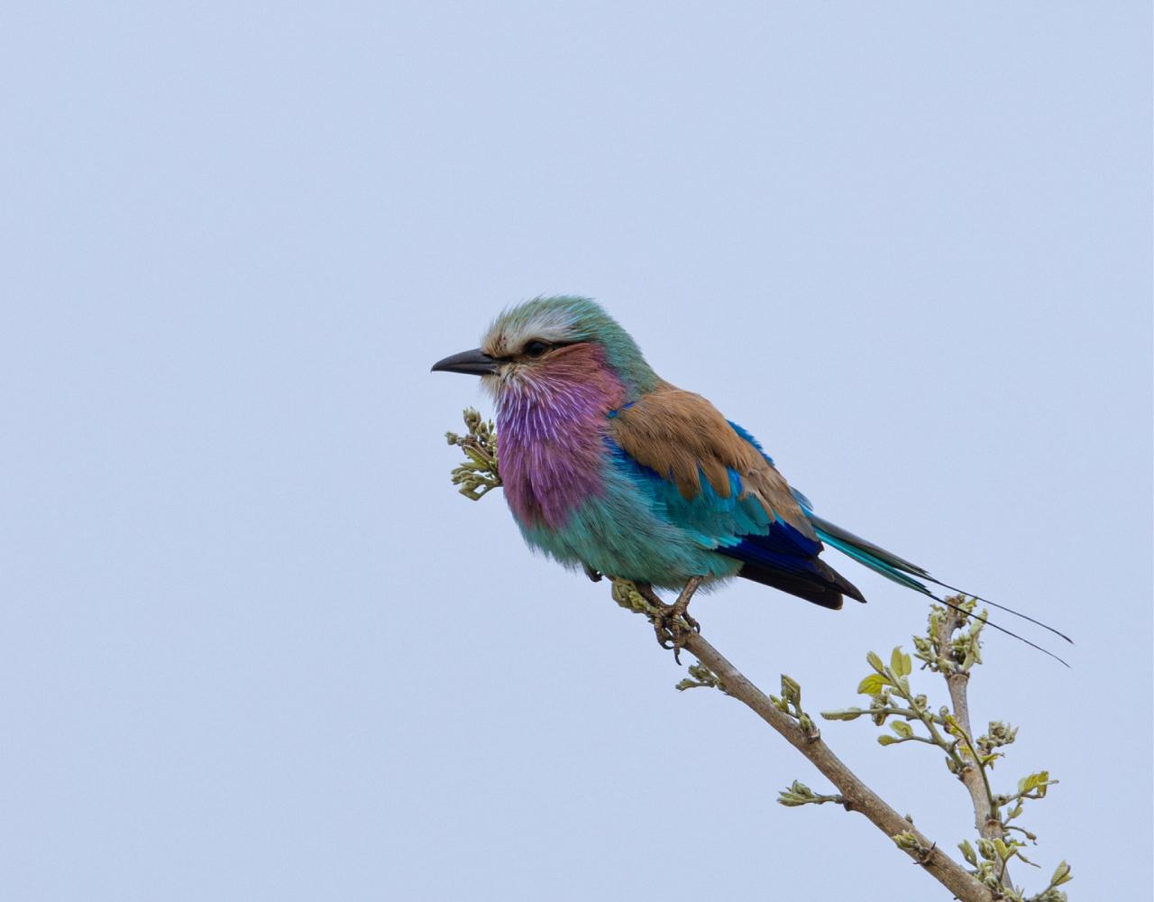 Birding South Africa, Bird watching South Africa, Cape Town, African birds, African Safari, Naturalist Journeys, Wildlife Tour, Wildlife Photography, Ecotourism, Specialty Birds, Endemic Birds, Birding Hotspot