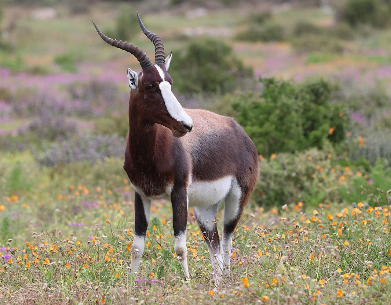 Birding South Africa, Bird watching South Africa, Cape Town, African birds, African Safari, Naturalist Journeys, Wildlife Tour, Wildlife Photography, Ecotourism, Specialty Birds, Endemic Birds, Birding Hotspot