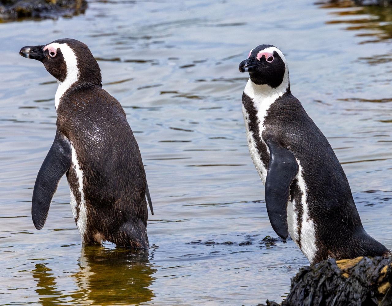 Birding South Africa, Bird watching South Africa, Cape Town, African birds, African Safari, Naturalist Journeys, Wildlife Tour, Wildlife Photography, Ecotourism, Specialty Birds, Endemic Birds, Birding Hotspot