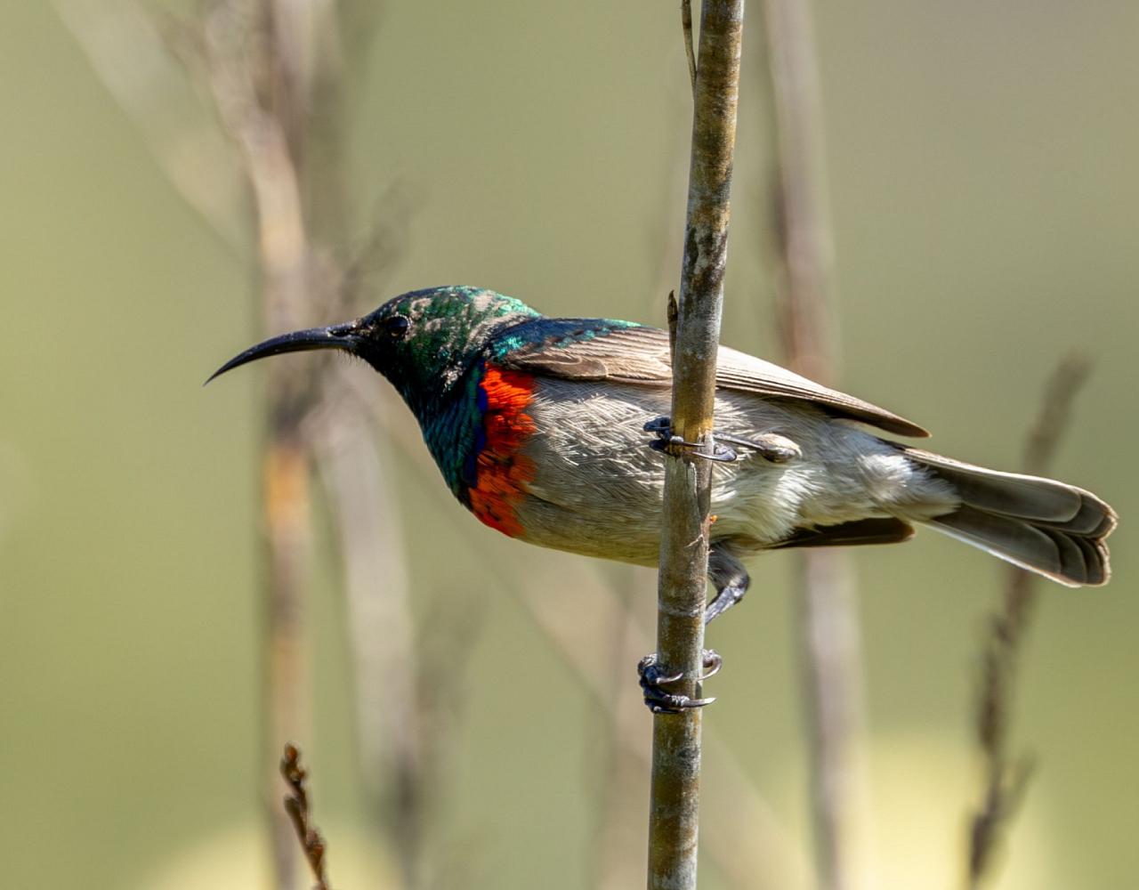 Birding South Africa, Bird watching South Africa, Cape Town, African birds, African Safari, Naturalist Journeys, Wildlife Tour, Wildlife Photography, Ecotourism, Specialty Birds, Endemic Birds, Birding Hotspot