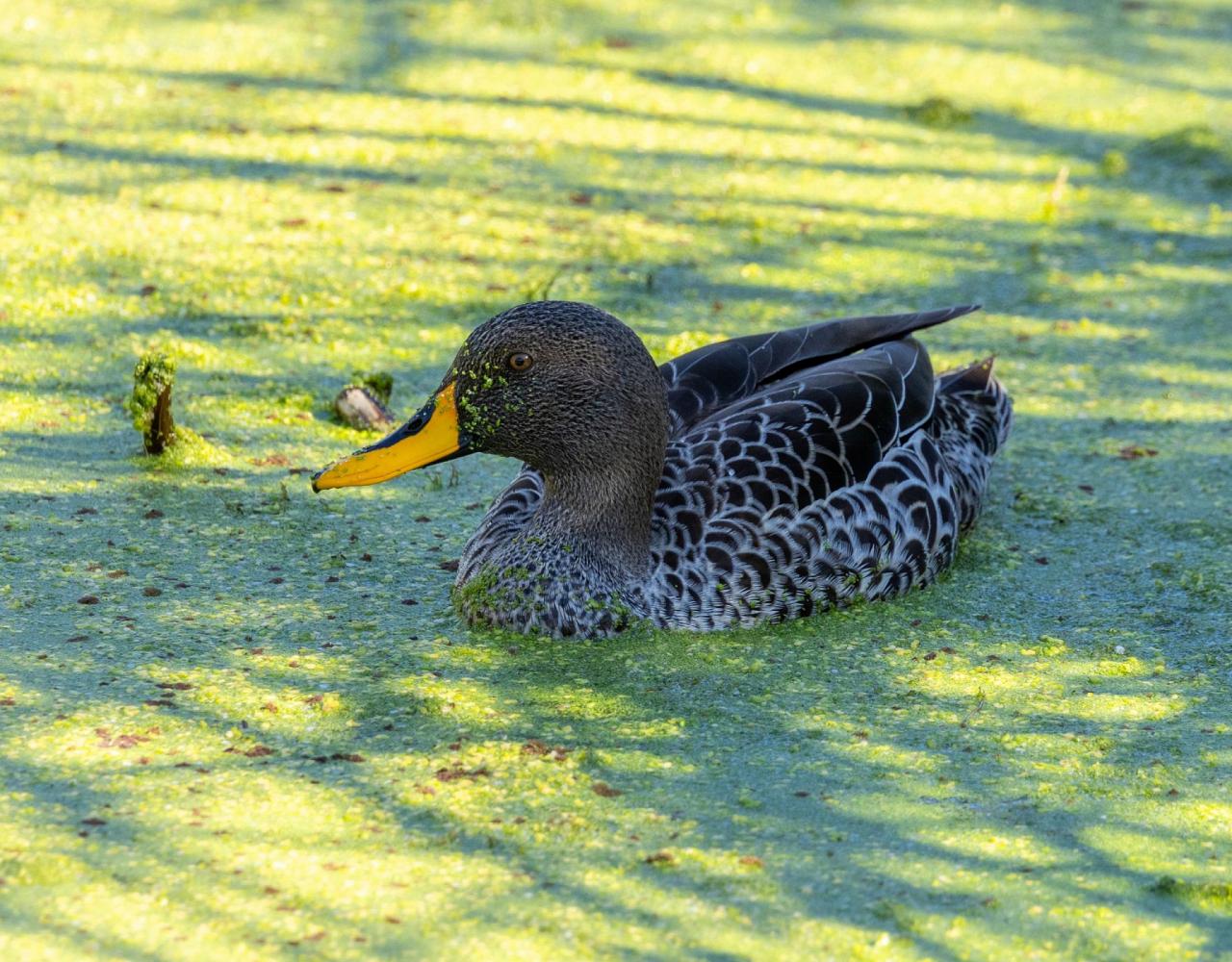 Birding South Africa, Bird watching South Africa, Cape Town, African birds, African Safari, Naturalist Journeys, Wildlife Tour, Wildlife Photography, Ecotourism, Specialty Birds, Endemic Birds, Birding Hotspot